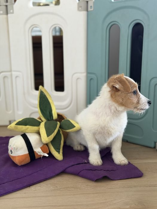 Suczka Jack Russell terrier ZKWP/FCI szorstkowlosa