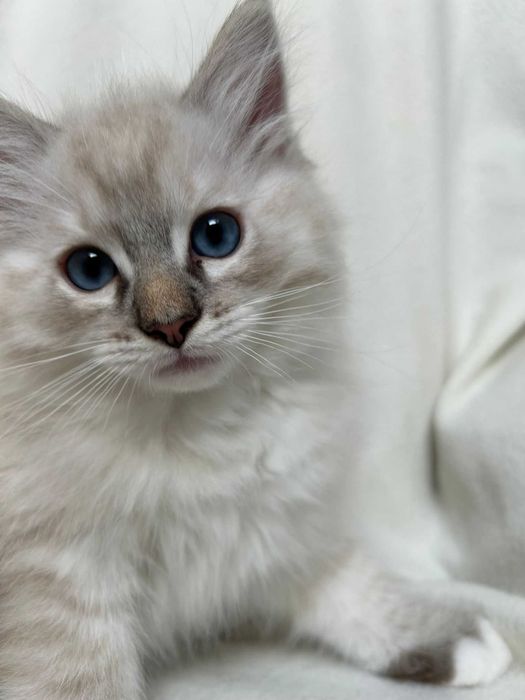 kocurek seal mitted lynx Ragdoll rodowód FPL