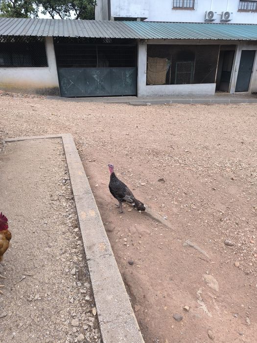 Vendo peru selvagem  nascido este ano.