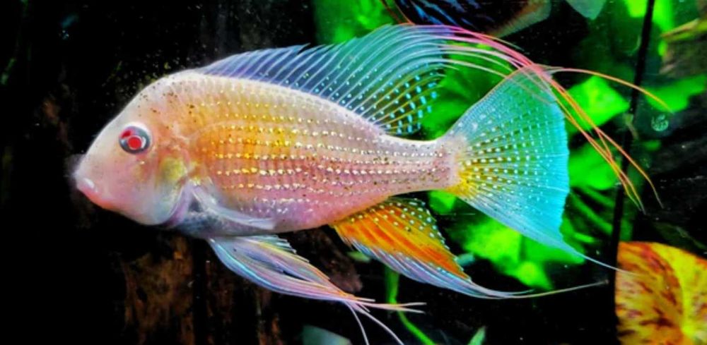 Kopik Heckela ALBINOS - Acarichthys - Kropik - Ziemiojad - dowóz