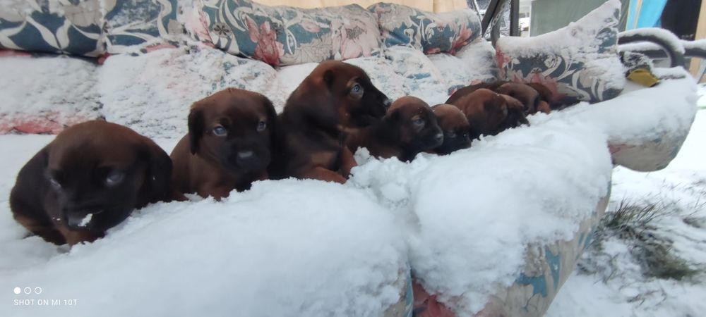 Posokowiec bawarski z metryką