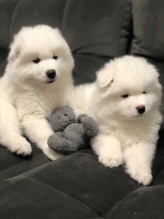 Samoyed Samojed Suczka