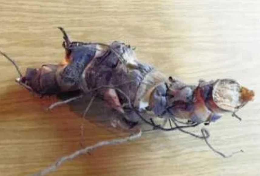 Canna Kanna Paciorecznik 10 szt ( duża )