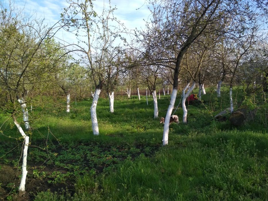 Продам будинок село Мовчанівка Бердичівський район
