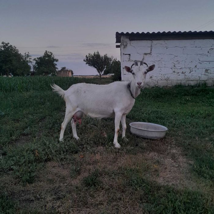 Продам двох кіз  за 3000грн