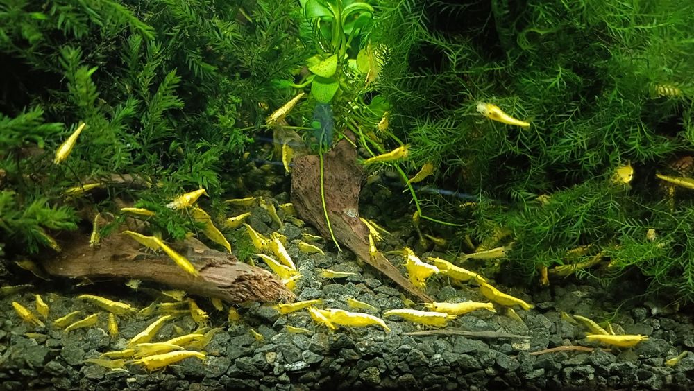Krewetki Yellow Golden line