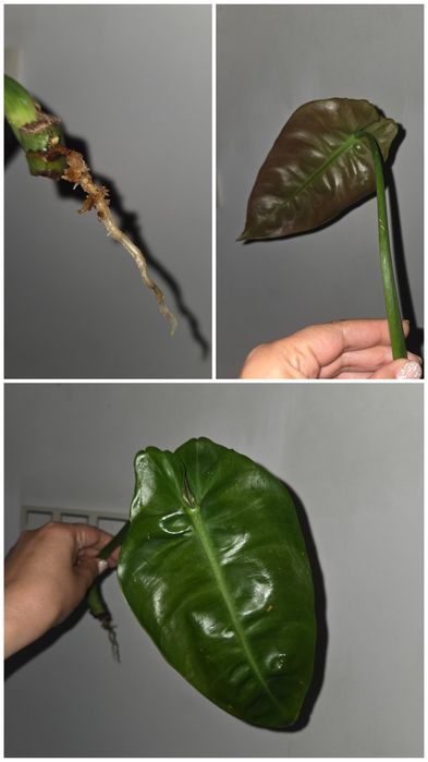 Filodendron sp. 'Napo'/ Napo Glaucous)