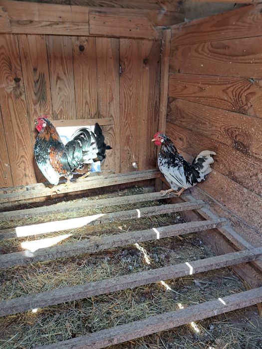 Карликовые петушки