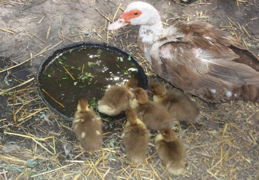 Продам качку з каченятами