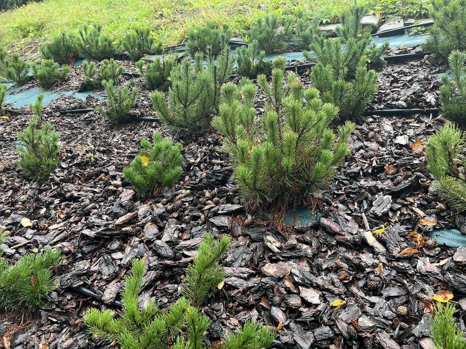 Sadzonki kosodrzewina 100 sztuk