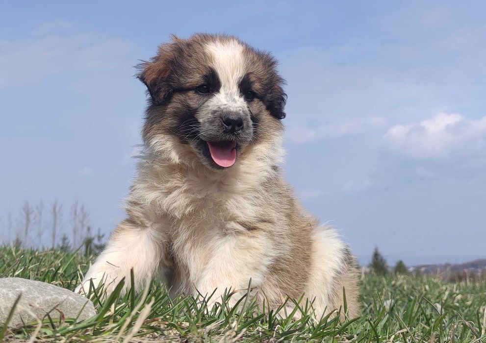 Border Collie maści Sabble / Sobol , Pies z pełną dok.