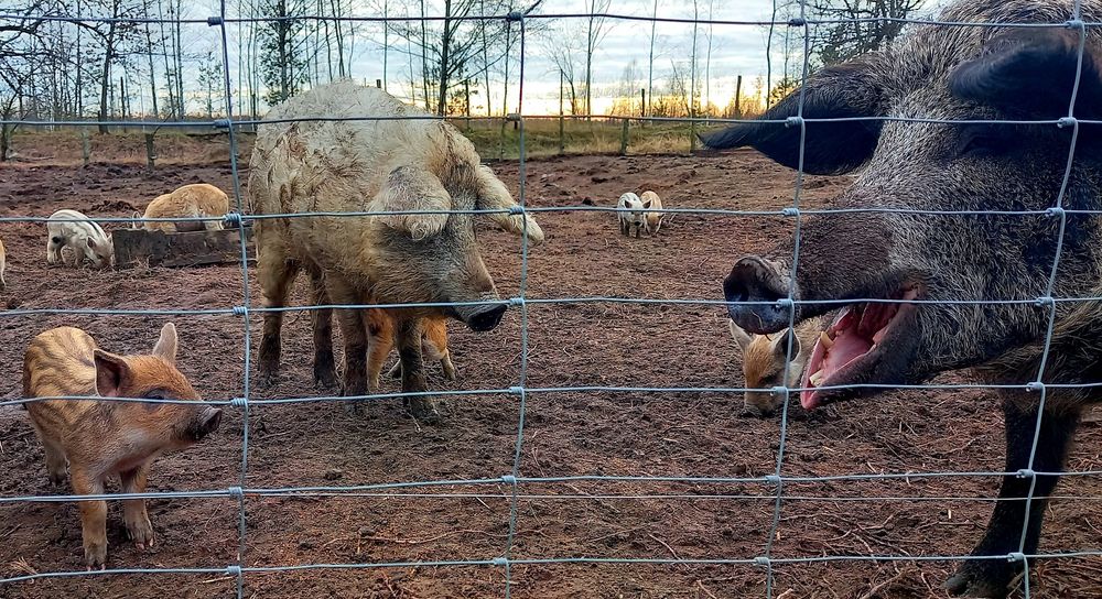 Продам поросят - Мангалица