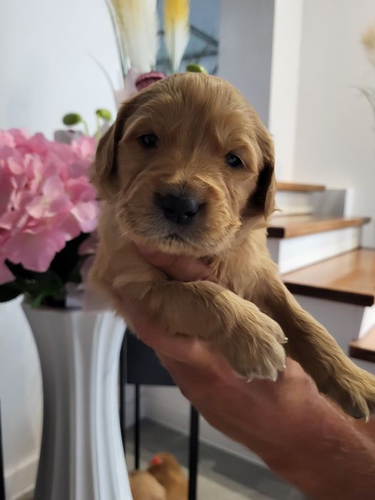 Ciemno zlote maluszki Golden retriever. Badania genetyczne