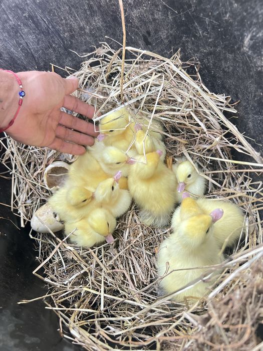Patos mudos, Patinhos, Galinhas e Ovos caseiros