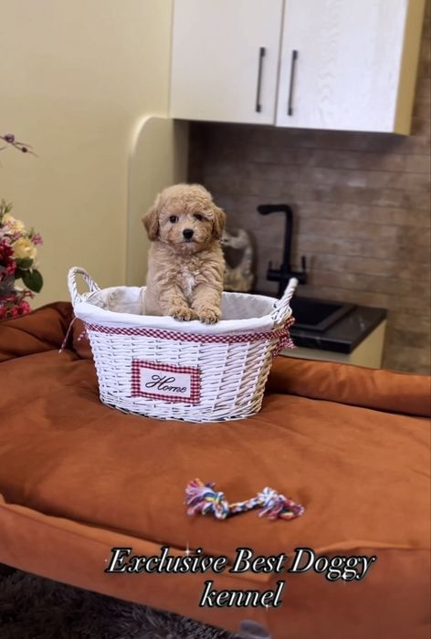 Мальтіпу ф1. Шикарні яскраві цуценята мальтіпу. Вакциновані, чіп,докум