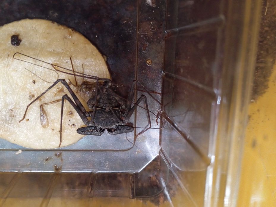 Amplypyga Damon sp.