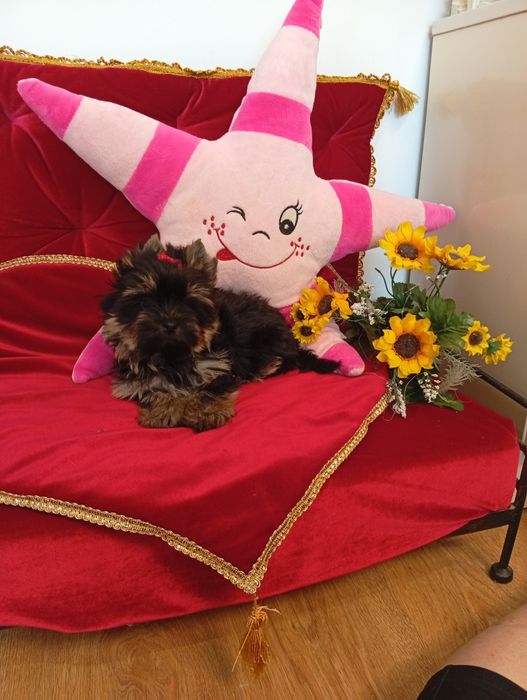 Mini samczyk Black Tan Yorkshire terrier