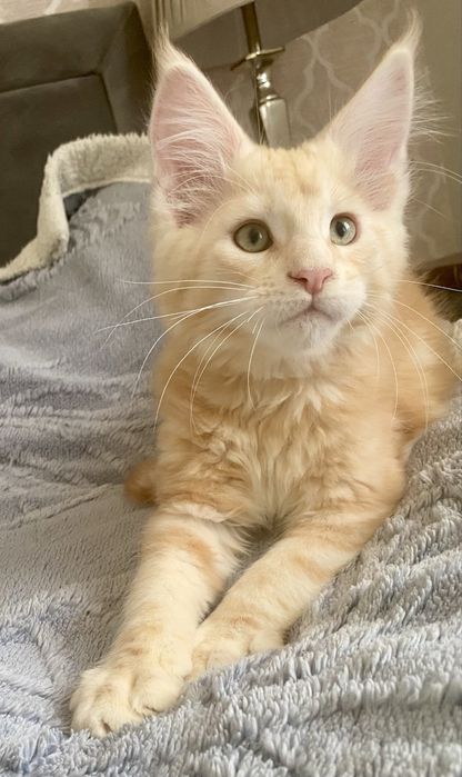 Rudy srebrzysty kocurek maine coon HULTAJ Enklawa*PL