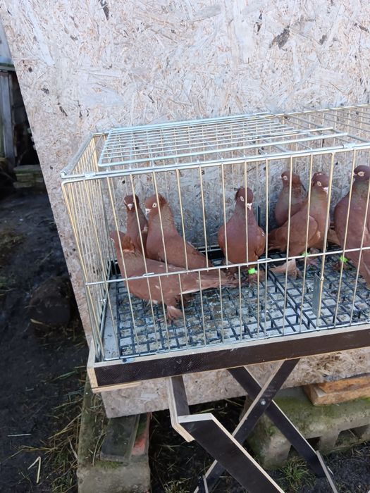 Fajfry wywrotki part