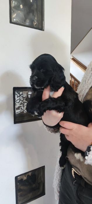 Czarna Suczka Cockier Spaniel Angielski