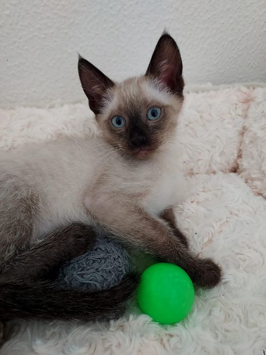 Gatinho bebé para adoção