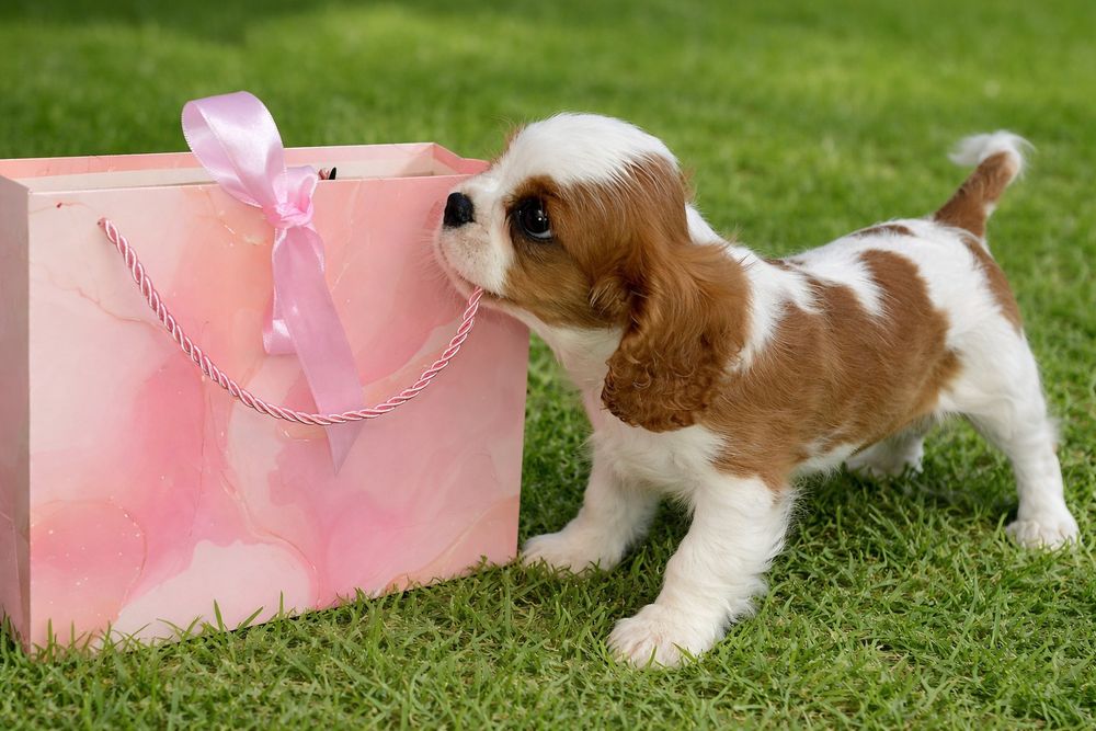Кавалер Кінг Чарльз Спаніель дівчинка