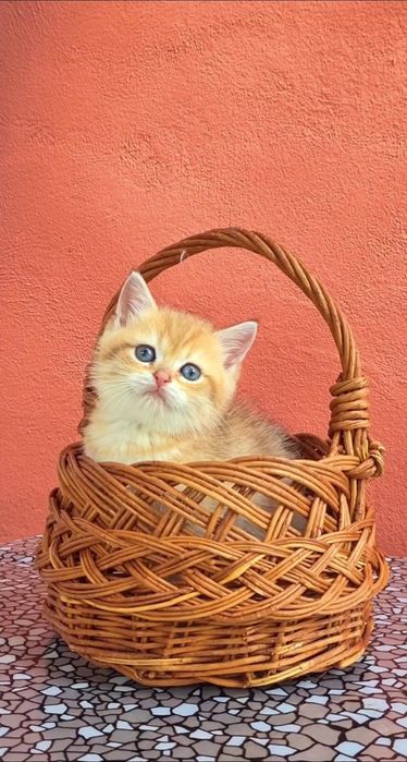 Золотая шиншилла мальчик