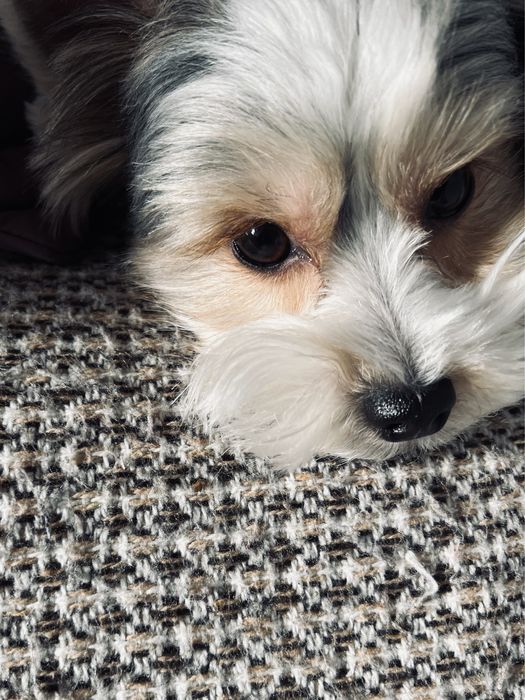 Бівер йорк хлопчик, вязка.