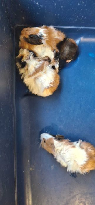 Продаж Морської Свинки