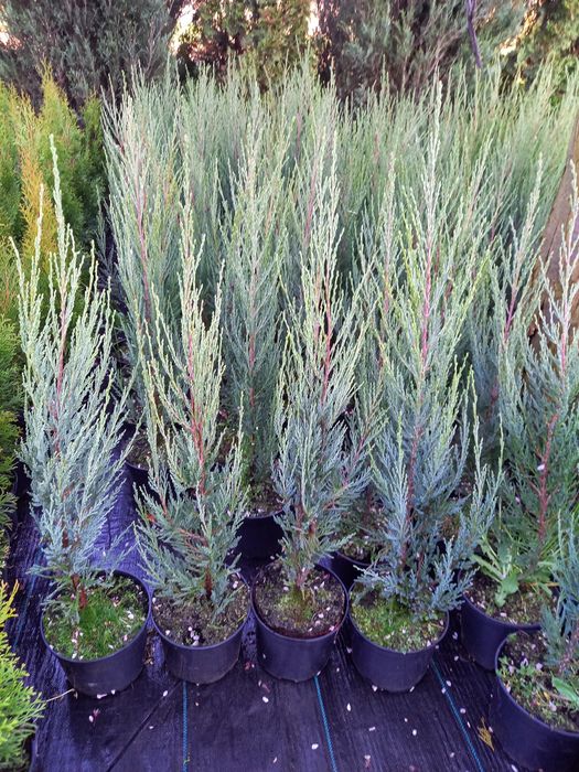 Jałowiec Skalny 120- 135 cm Blue Arrow.