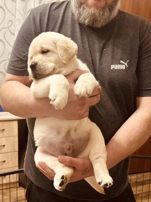 Щенки лабрадор ретривер