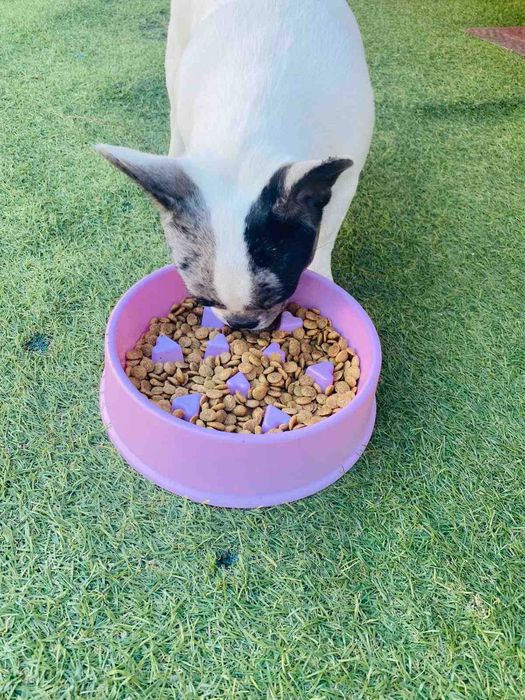 Преміум корм STARDEYL для цуценят!