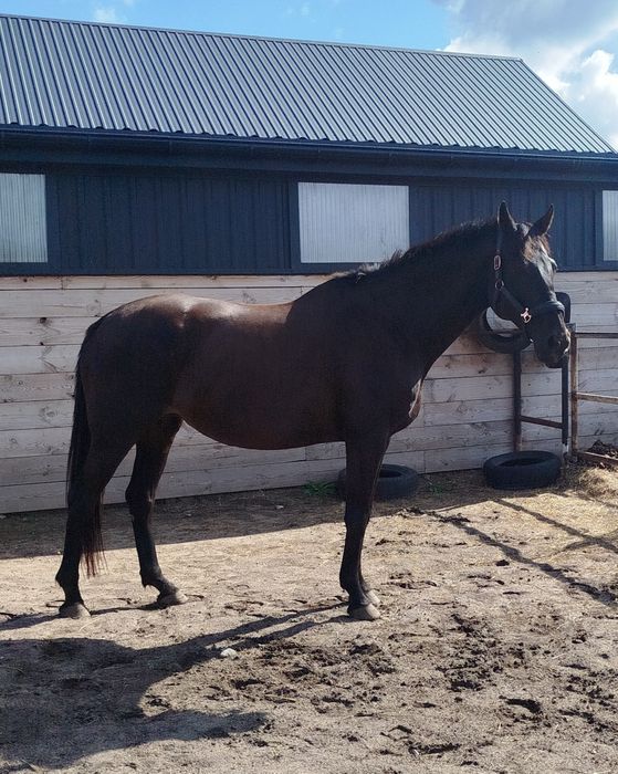 Klacz trakeńska do hodowli