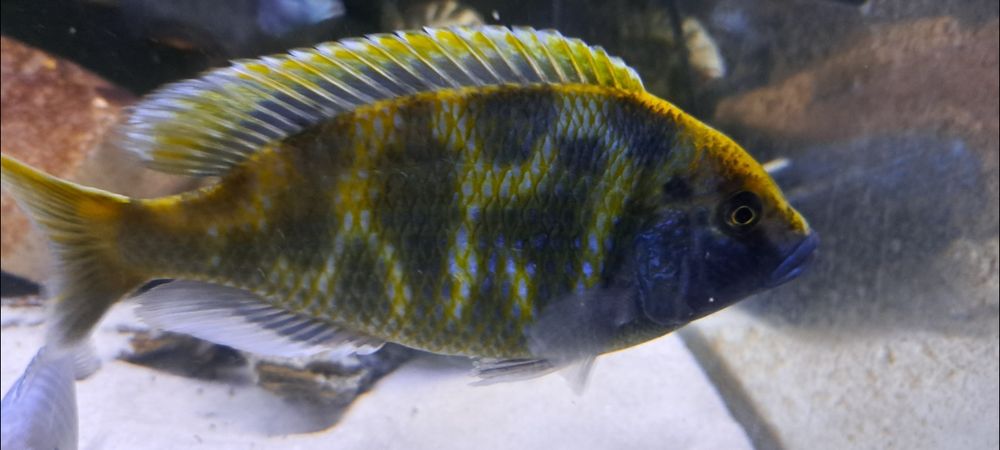 Pyszczak wspaniały Nimbochromis venustus