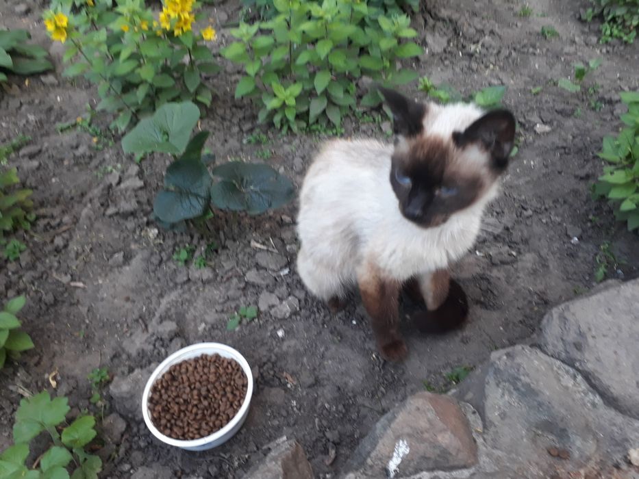 Отдам даром котика и кошку