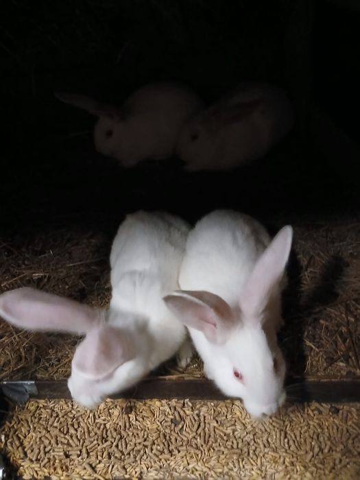 Srokacz niemiecki Termondzki Biały