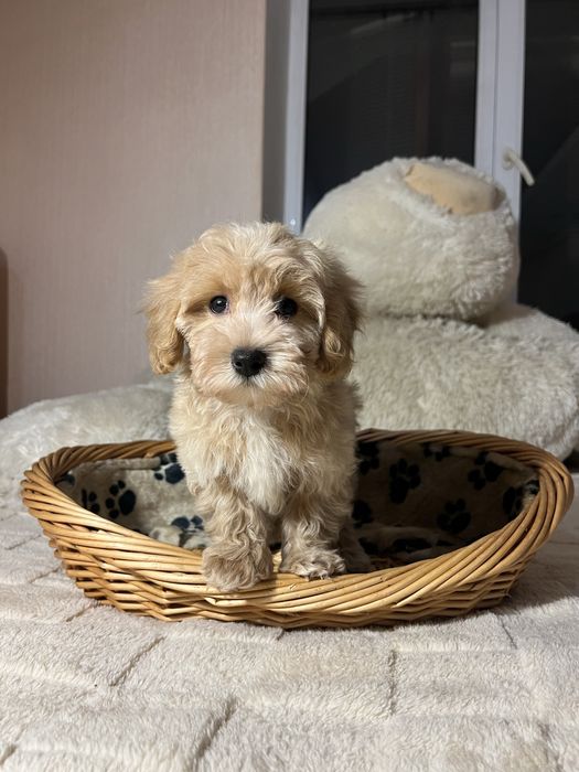 Міні хлопчик Мальтипу Ф1. Київ