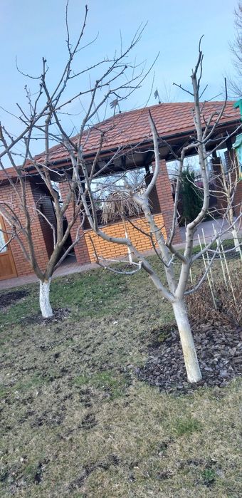 Обрізка плодових дерев кущів.