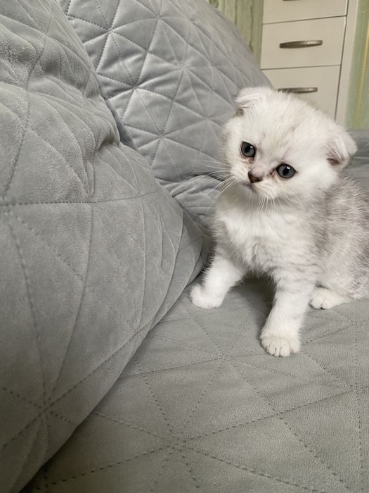 Котята шотландские вислоухие
