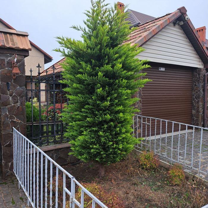 Продам крупномір кипарисовик Лейланда Голд райдер.