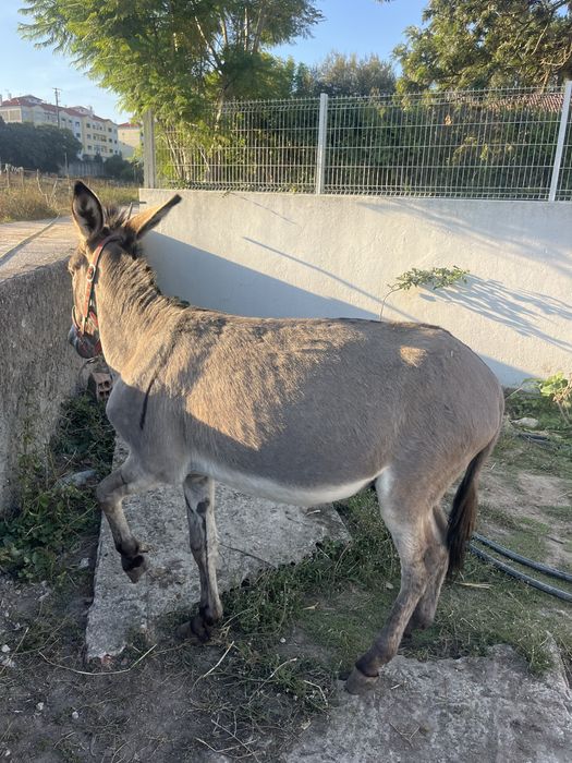 Burrinho pequeno montado