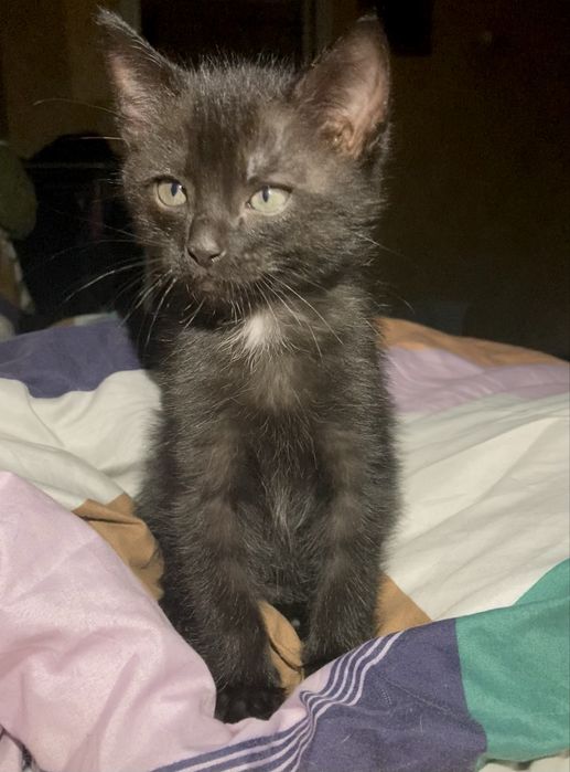 Віддам кошенят 2 дівчинки