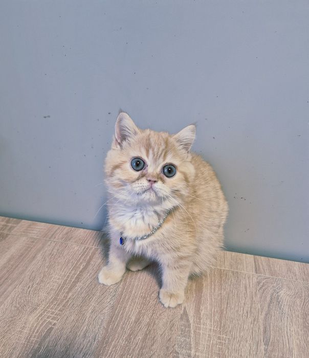 Рудий британський хлопчик!