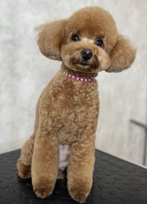 Цуценя мультіпу f2