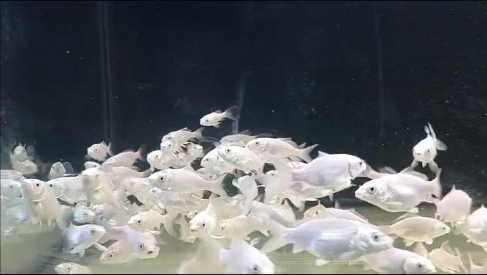 Ставкова риба, карпи кої