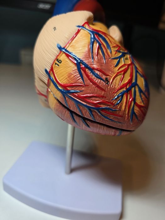 1:1 Anatomiczny Model Ludzkiego Serca
