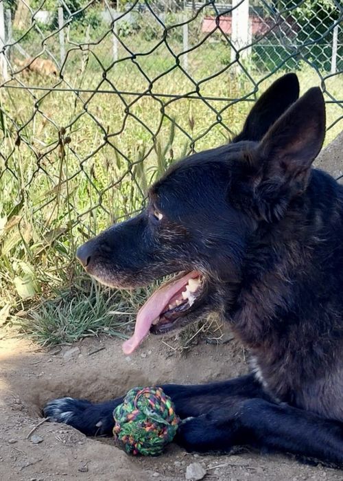 Macho adulto de porte médio/grande para adoção responsável!