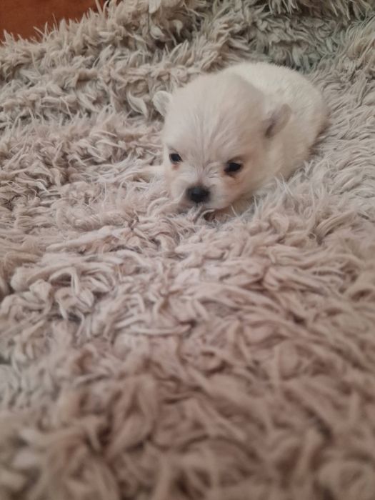 Spitz Alemão Anão Menino