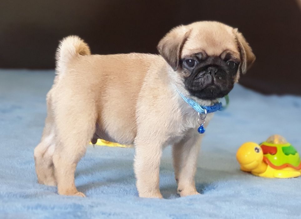 Бомбезні МопсЮлі