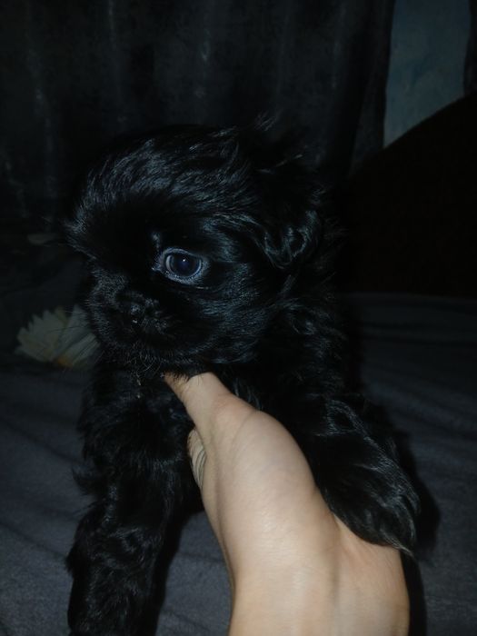 Продам щенят пекинес